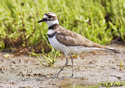 Charadrius vociferus